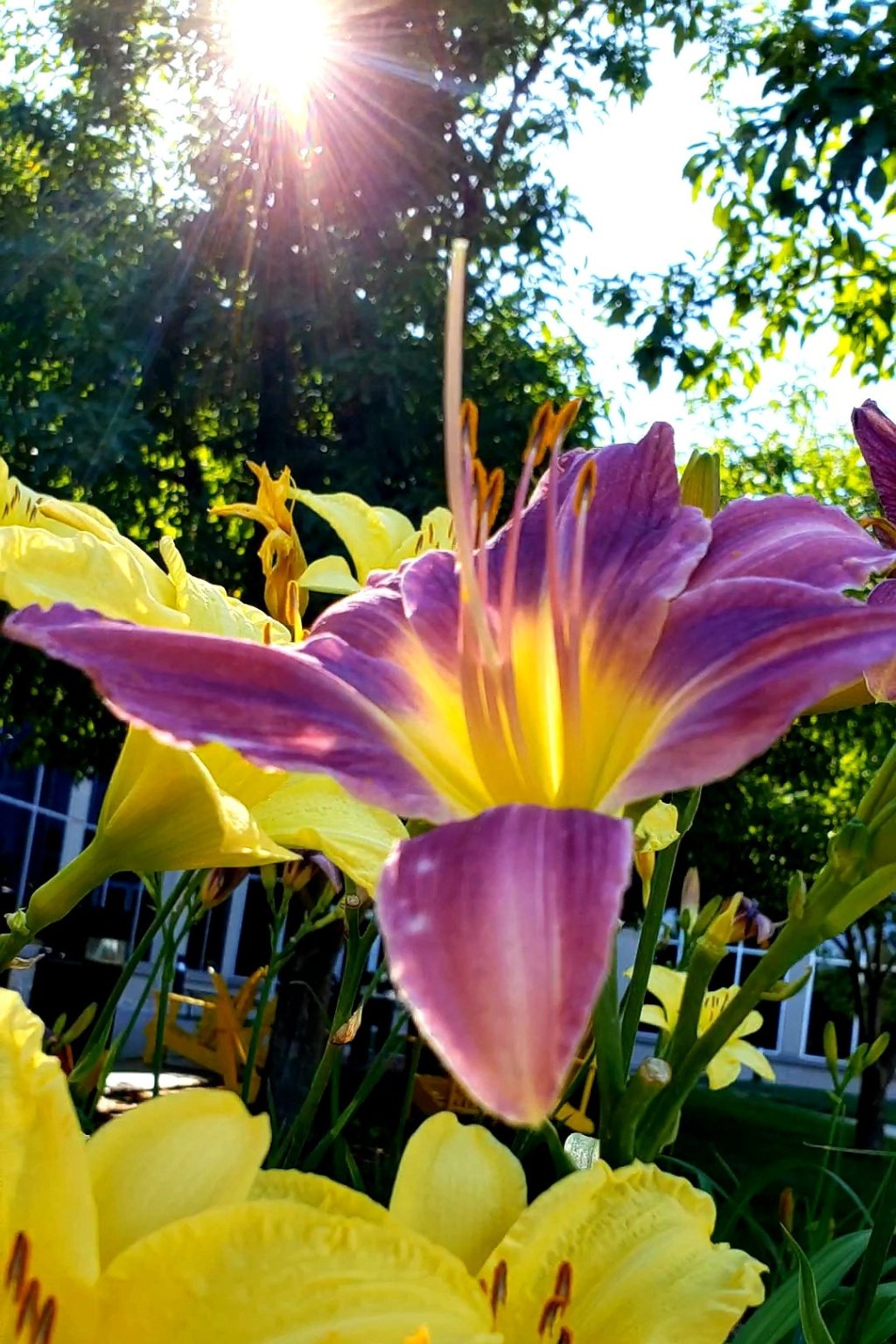 Flower of the Day – July 11, 2018&nbsp;-Daylily