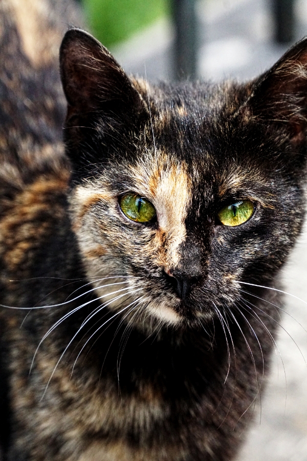 RDP #43: SUPERSTITION