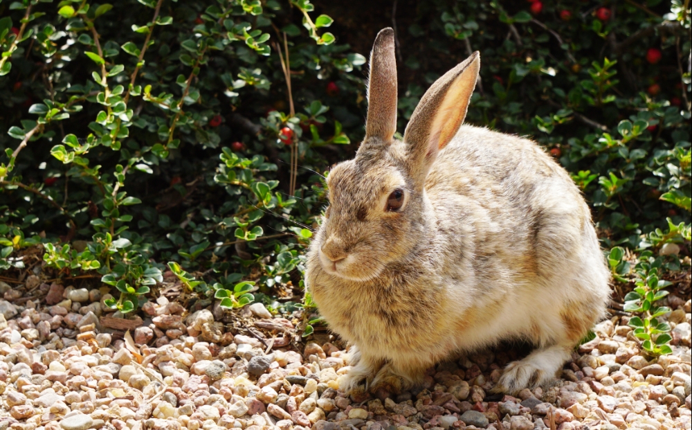 00-bunnyDSC06396_A1000