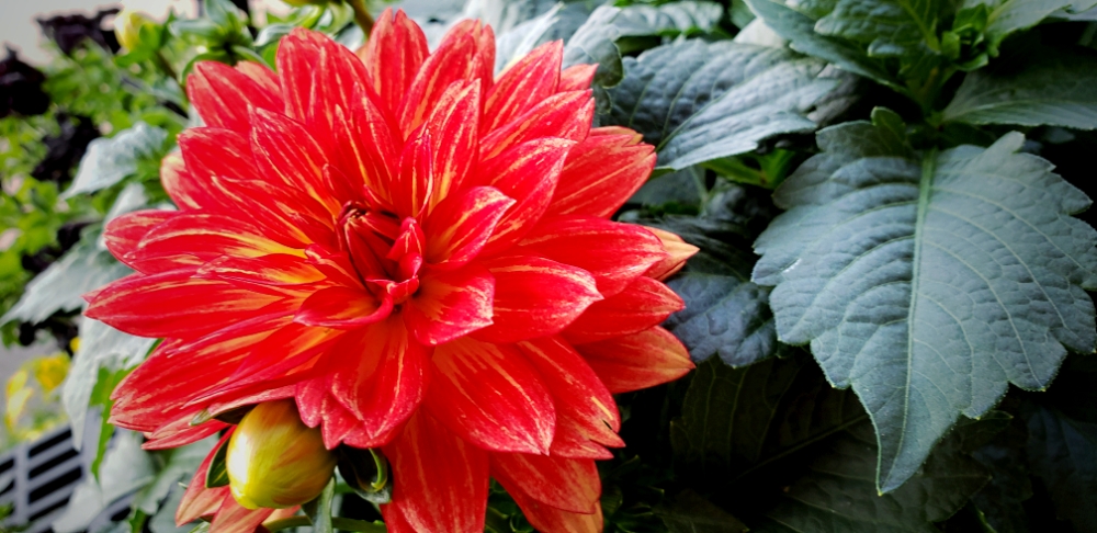Flower of the Day – August 29, 2018 –&nbsp;Dahlia