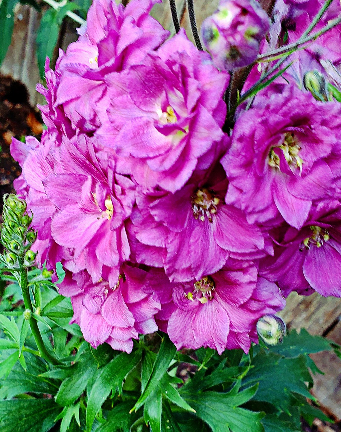 00-delphinium-purple-20180813_A