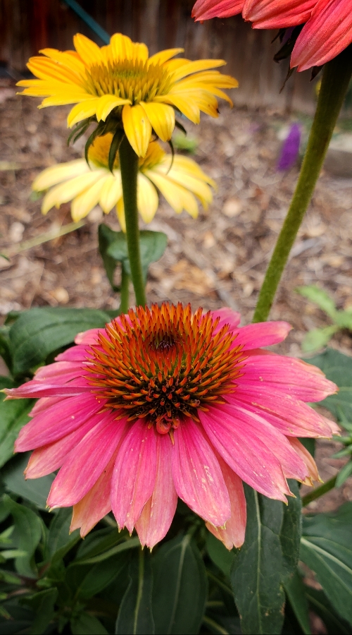 365 Photo A Day –&nbsp;Echinacea