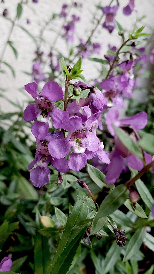 00-flowerbasket-purple-20180815_A1900