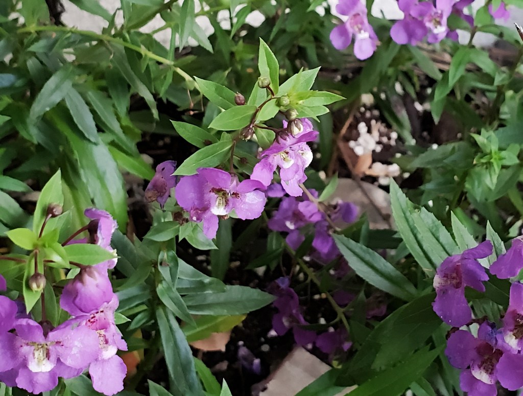 Flower of the Day – August 15, 2018 -Narrowleaf&nbsp;Angelon