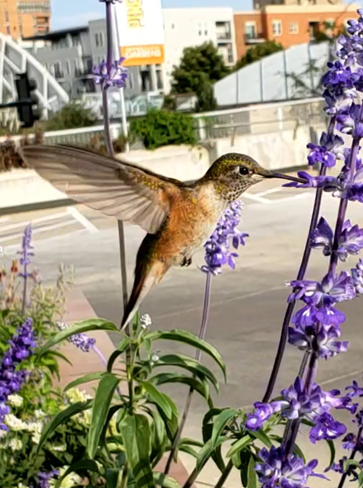 00-hummingbird-08252018-5-1000