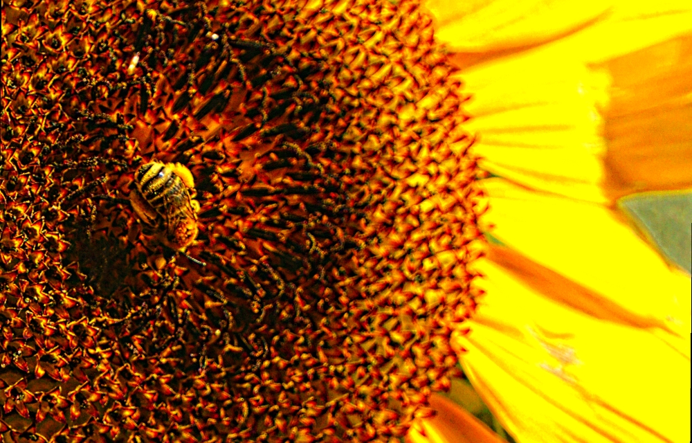 Flower of the Day – August 28, 2018 –&nbsp;Sunflower