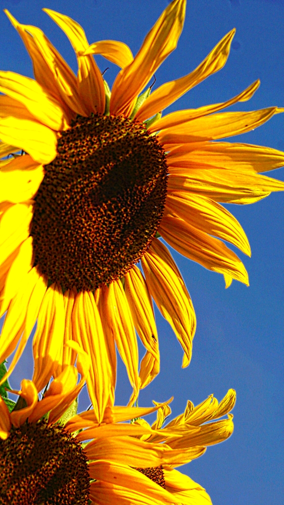 00-Sunflower-DSC06364-1000