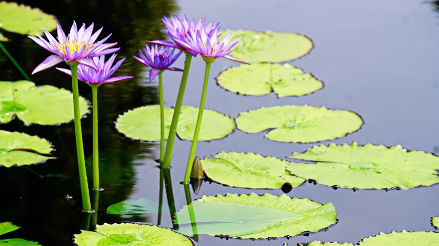 00-waterlily-purple-DSC06174_A900