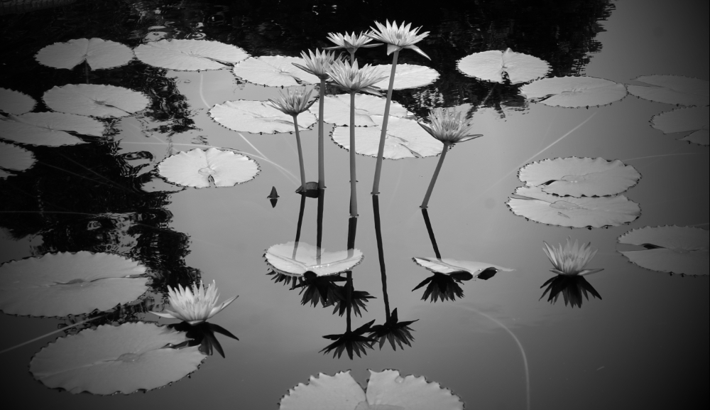 Black & White Photo Challenge: Water&nbsp;Reflections