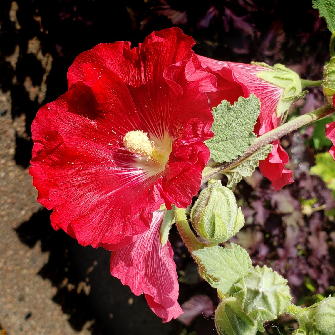 hibiscus-20180825_093501_A