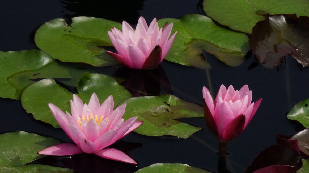 00-3-pink-waterlilies-DSC06216_A1000