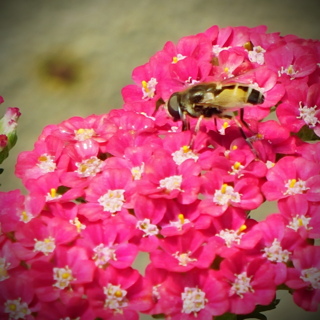 Month of Squares – September 3,&nbsp;2018