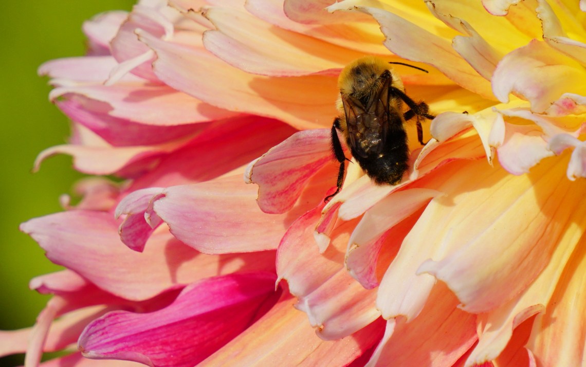 00-dahlia-DSC06380BEE