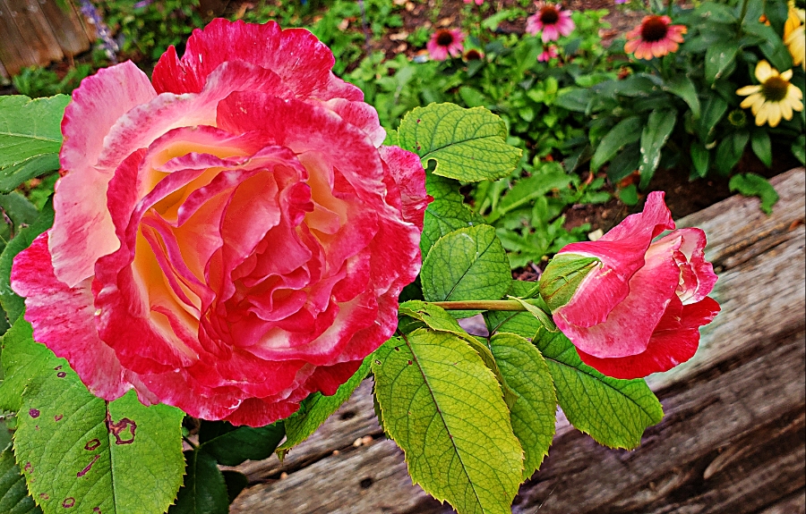 365 Project – A Photo A&nbsp;Day