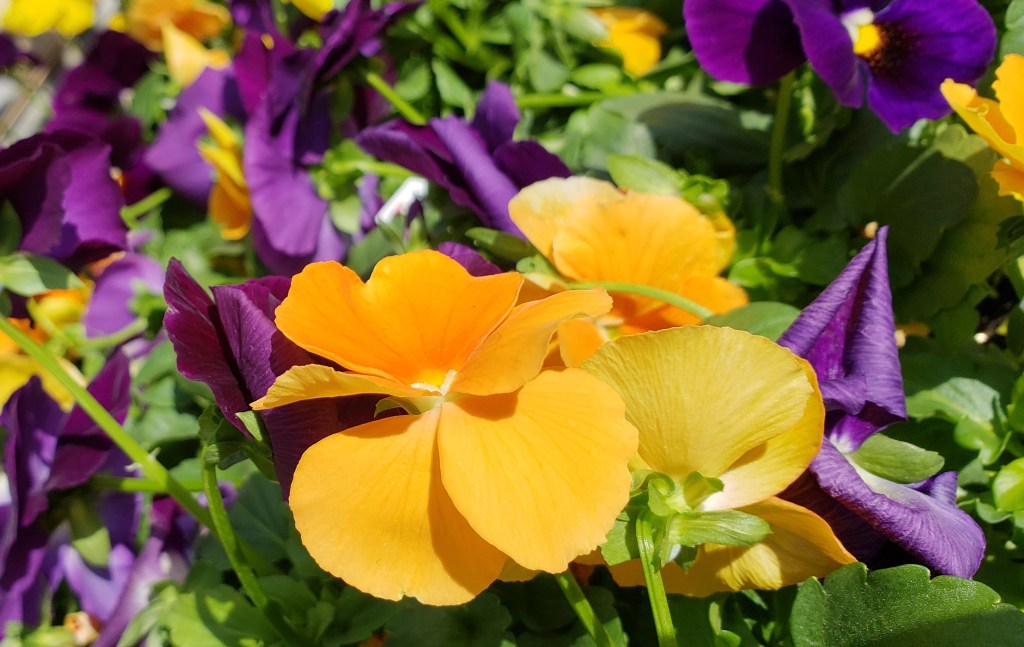 365 Project – A Photo A Day -Sept 4, 2018 Halloween&nbsp;Pansies