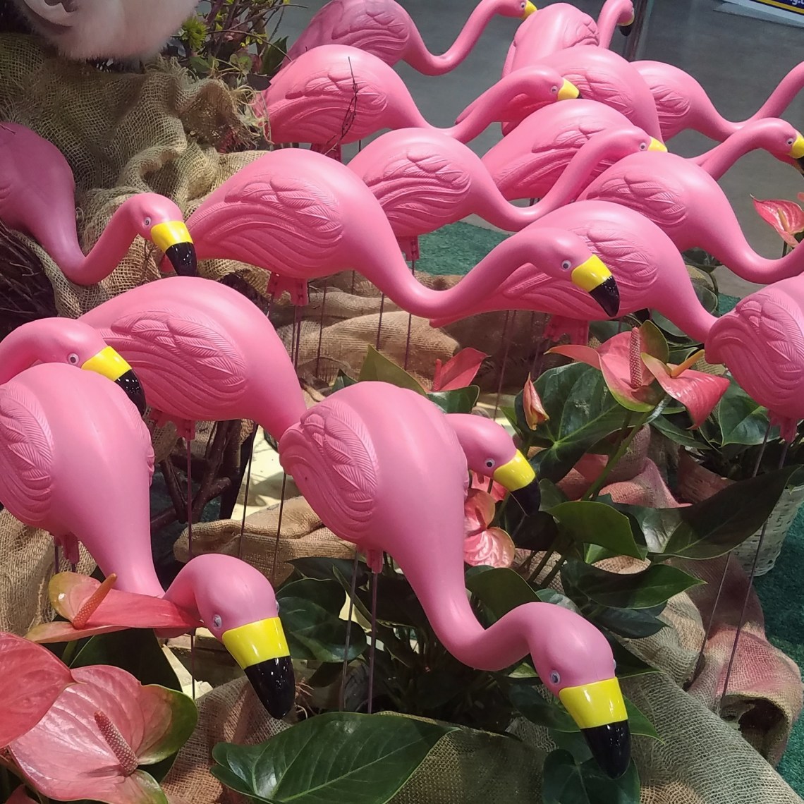 00-pinkflamingo20170205_142035A