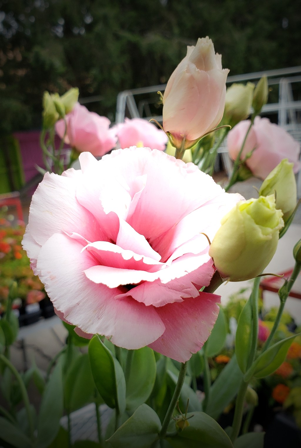 Flower of the Day – September 4,&nbsp;2018