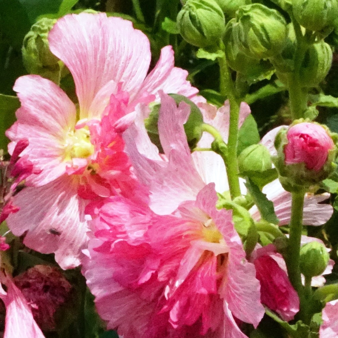 00-PinkHollyhock-sq-DSC06233A_A