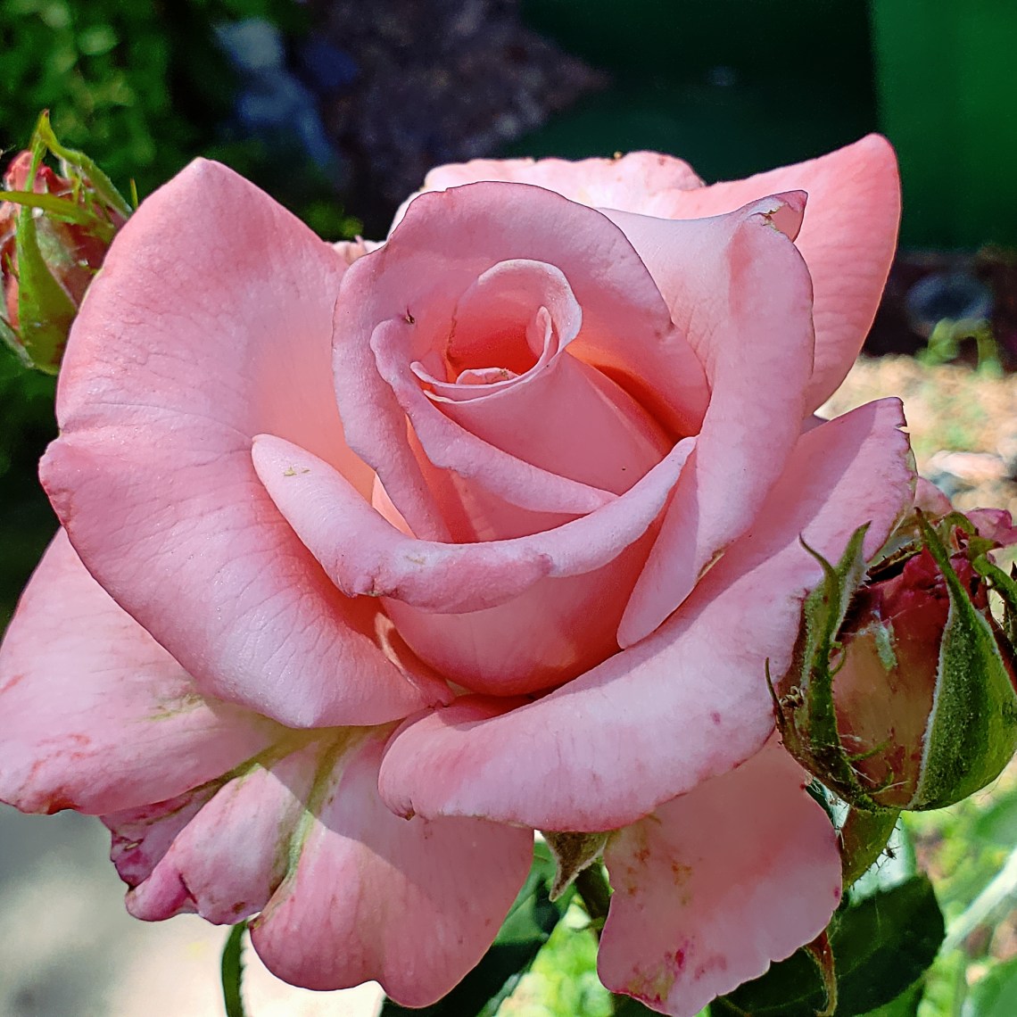 00-pinkrose-28776892458_A