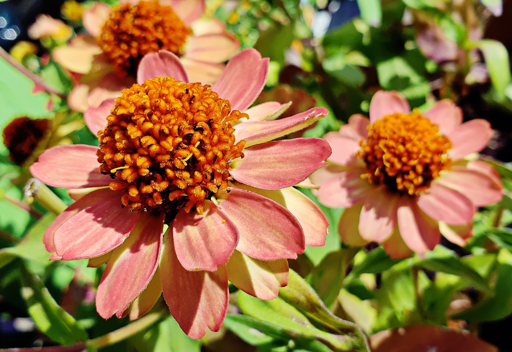 00-zinnia-peach-20180904_092545A1000