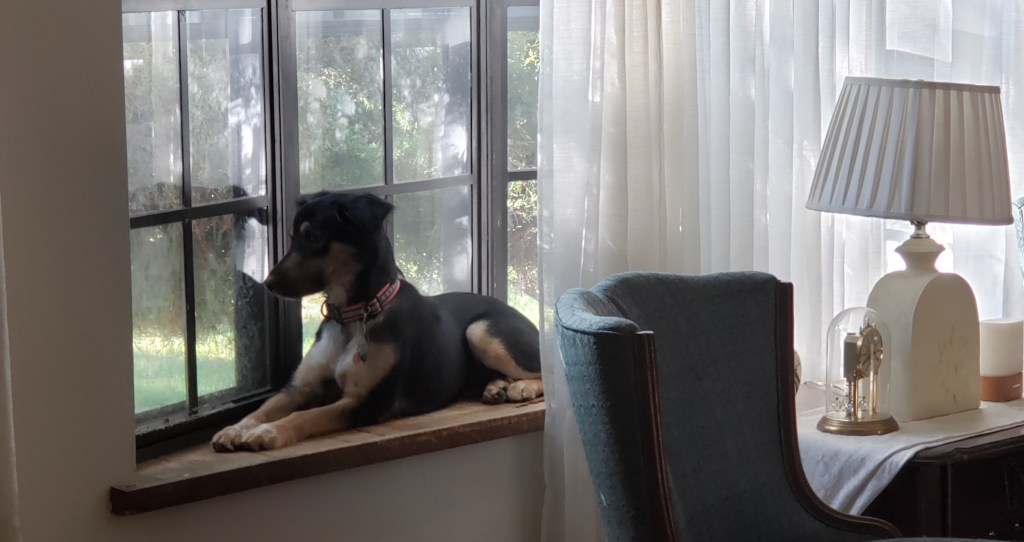 andemic Survival in Solitude